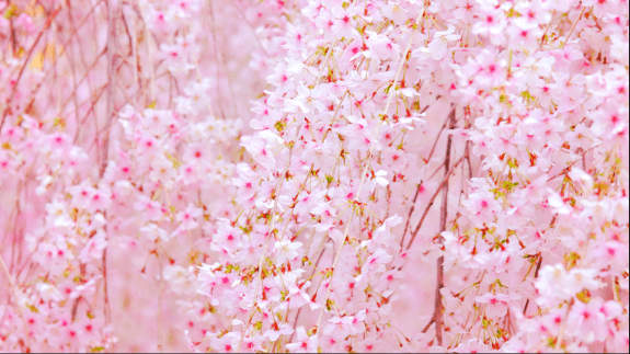 Cherry blossom in full bloom, the seasonal texture of the brand